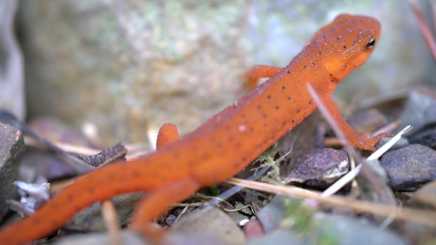 Looking down on a red spotted eft poised on a rock.