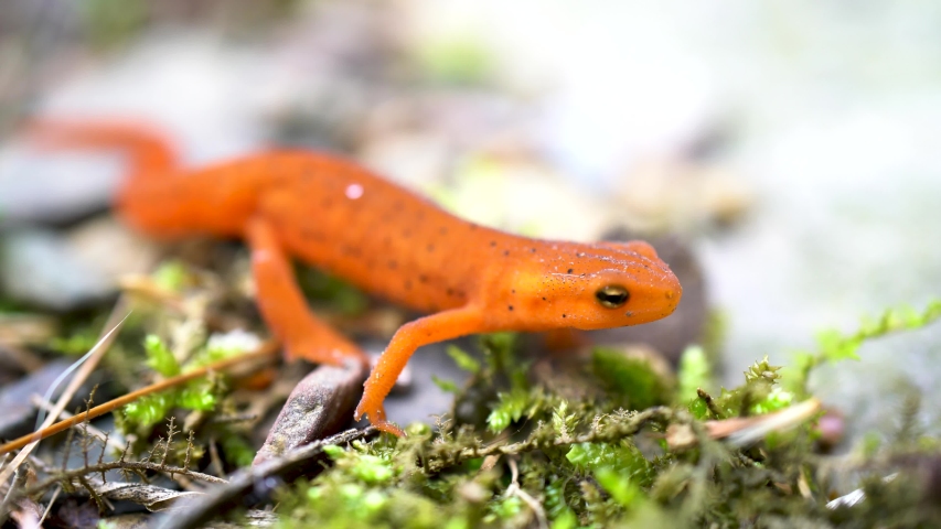Red spotted eft moving slowly backwards and to the side.