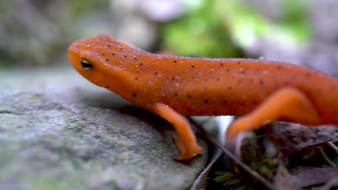 Red spotted eft creeping across a rock.