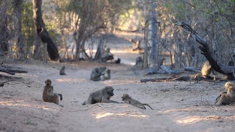 Group of Baboons lousing and relaxing in forest landscape of Caprivi Strip in Namibia