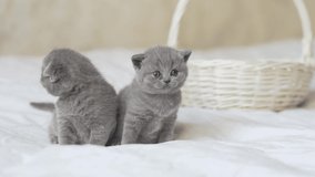 Close up video of two adorable and cute kittens of scotland fold and scotland straight breeds.When one kitten turns its head to the front, both kittens wait a bit before moving in the right direction.