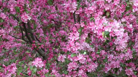 Rhododendron Flowering Shrubs Trees Bushes Stock Footage Video 100 Royalty Free 1041760543 Shutterstock