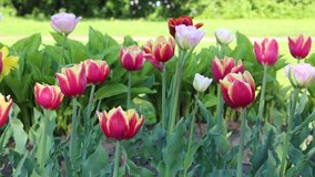 Beautiful tulips blossom in springtime. Selected focus.
