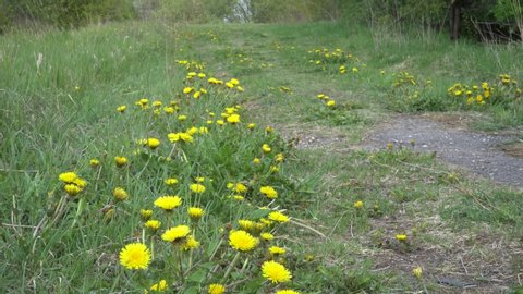 Dandelions that bloom at the rural roadside. The romantic scene for travelers. Meadow spring flowers in the countryside environment.