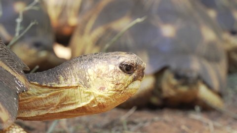 Radiated tortoise (Astrochelys radiata) walking, more blurred turtles in background, detail on its head.