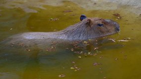 4K video of Capybara in the water, Thailand.