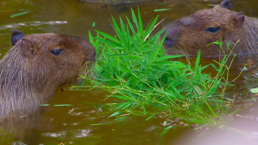 mouse swimming experiment