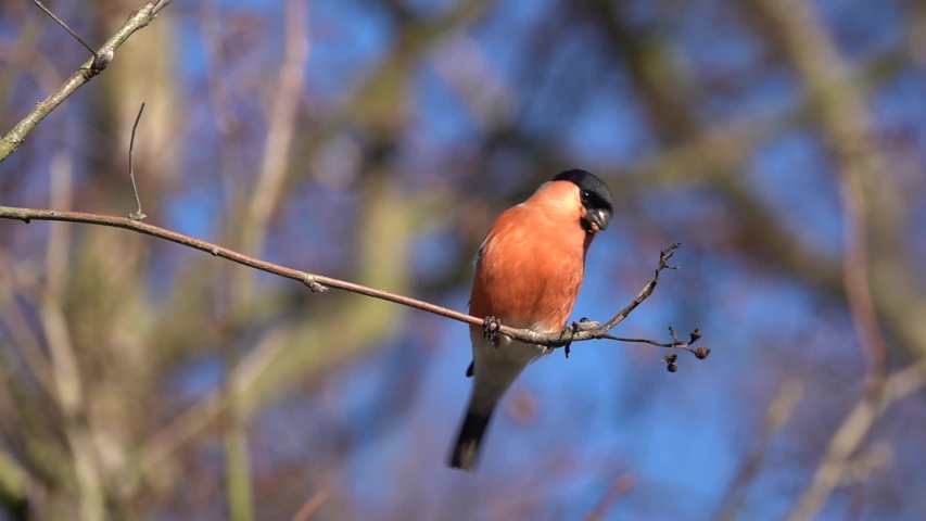 Slow Motion 250fps
Bird Bullfinch Eating
(in German: Gimpel/ Dompfaff)
