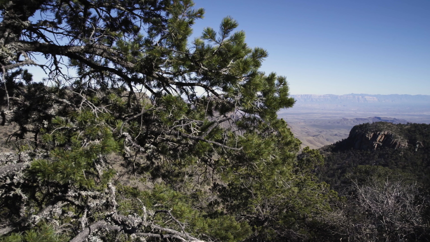 Rocky mountain reveal from behind a pine tree, desert like valley