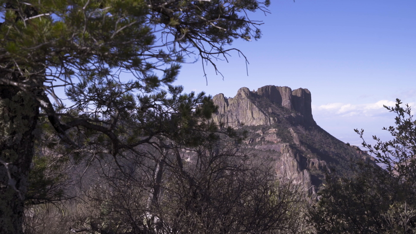 Emory peak reveal shot from behind a pine tree, high mountains
