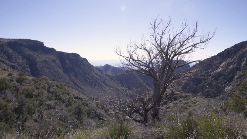 Dry, dying tree in the Big band National park Texas, hot temperature in a valley
