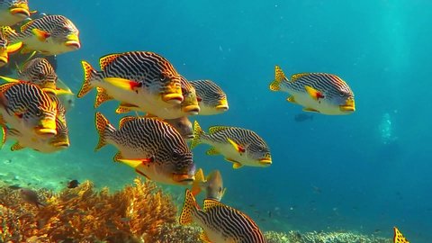 School of yellow tropical fish (Grunts) and tropical reef in the blue murky water. Corals and fish, underwater video. Scuba diving on the coral reef. Colorful seascape, aquatic life.