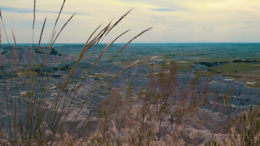 Grass plants blowing in the wind, overlooking Badlands National Park