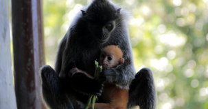 Mother monkey with cub eating food