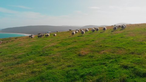 Sheeps running scared while a drone is flying over them. The animals are running scared in a green path in New Zealand fields. we can see the beach and the mountains too.