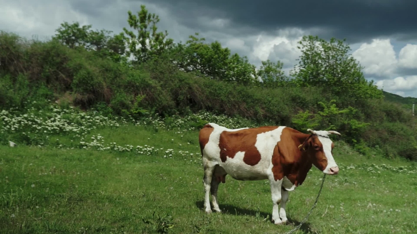 Cows grazing in a sunny lovey day.
