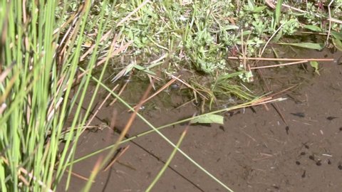 NEWT ambushing TADPOLES Fleeting glimpse of Newt ambushing Tadpoles. Noticed when reviewing footage. Newts. Pond Life. Tadpole. Pollywog Middle English POLWYGLE, pol, 'head', and wiglen, 'to wiggle'.