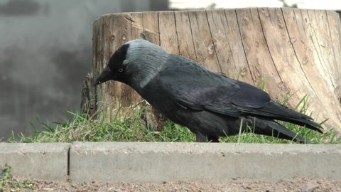 Jackdaw wild in biting bugs in the grass. Life of wild birds in the city. 