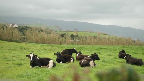 cows resting in the green grass in azores