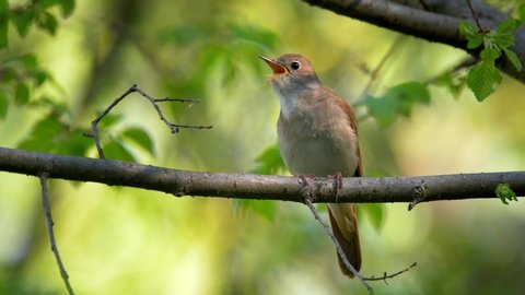 Common nightingale (Luscinia megarhynchos) singing