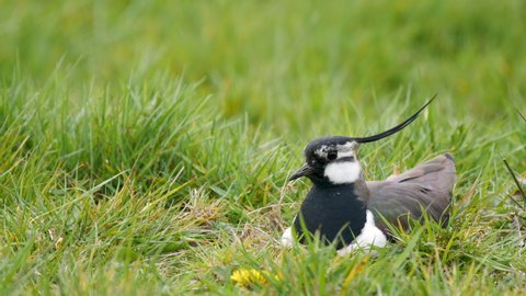 Northern Lapwing on its nest showing it's impressive crest blown by the wind.