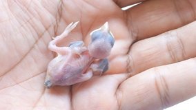 footage video clips baby Bird in hand,
New life concept.