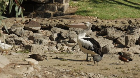 Native Australian birds being fed bread at a dried out pond. Pelican picks up a small bit of bread from the ground.