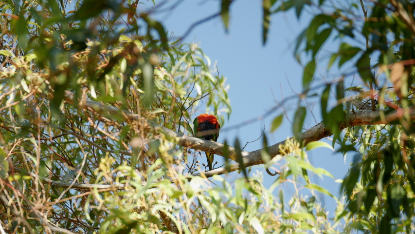 Red-Rumped parrot perched high in a gum tree. The bird preens itself then takes flight. STATIC SHOT.