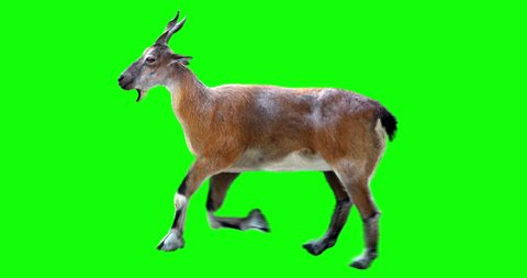 Isolated Markhor female cyclical running. Can be used as a silhouette. Green screen