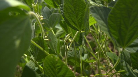 footage of bean damage in a field