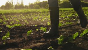 Farmer walking on the field in rubber boots. Dust rises, slow motion. Close-up video