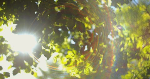 Autumn or spring Foliage Against Sun, Dreamy Abstract Oof Details,cu.Foliage moving on a gentle breeze against the warm sun in slow motion.Dreamy abstract bokeh