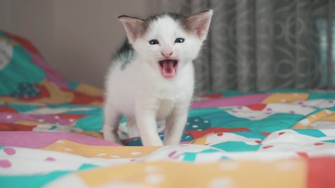 Portrait of white kitten, baby cat. Slow motion video, beautiful, cute kitty is meowing to camera. 