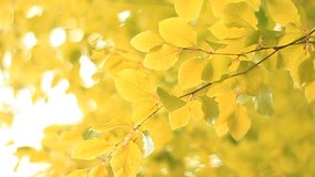 Yellow leaves of beech tree video backdrop