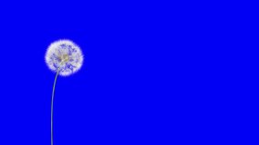 Dandelion on the wind (BlueScreen). 4K 3D Render. Dandelion on the wind. You can change background or add graphics to this clip, using bluescreen keying.