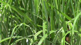 This video is of variegated grasses moving in the wind. The background is blurry as the foreground has the tall grass blowing back and forth.