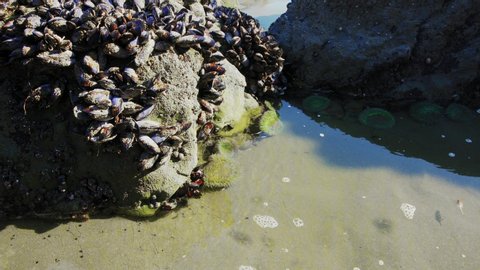 At Muir Beach, California, looking at the Pacific Ocean with rocks covered in wild mussels and vibrant green anenomes