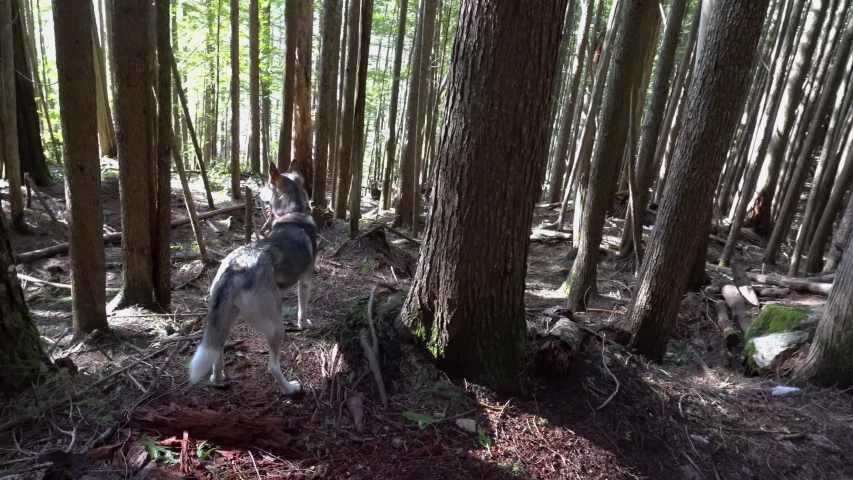 Canadian husky puppy happy on hike in deep forest in mountains by ocean