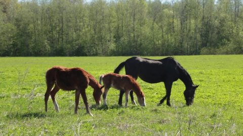 a horse with a foal graze on a field in free grazing with other horses on a farm field near the forest. horse with a foal is turned off by insects
