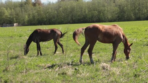 many gray and brown horses slowly graze freely on the field along the forest on a summer sunny day. horses repel insects