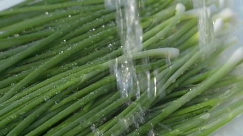 Young juicy green onion under running water. Fresh green onions with beautiful water droplets