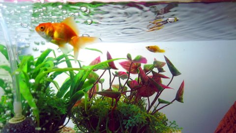 Gold fish or goldfish floating swimming underwater in fresh aquarium tank with green plant. marine life. 4K ultra HD.
