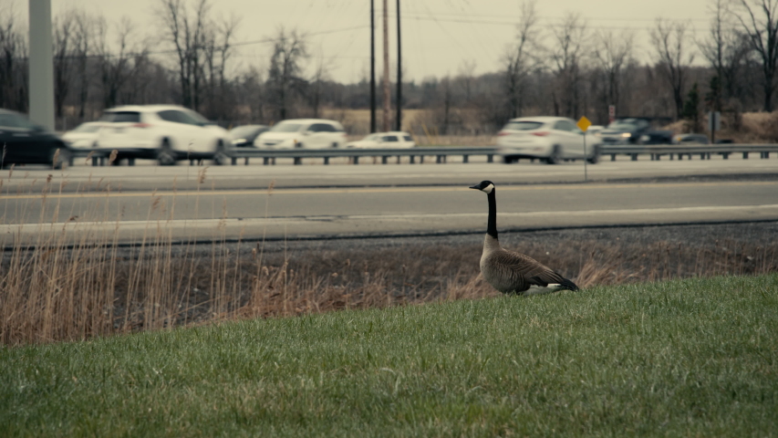 Canada Goose watching cars zip by on the highway