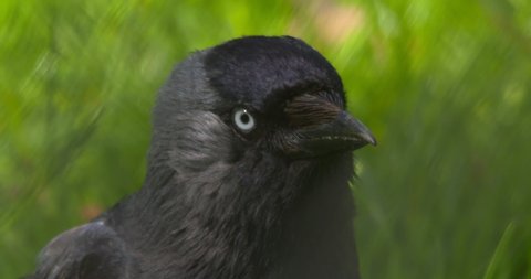 Nodding head banging jackdaw crow bird loop cinemagraph