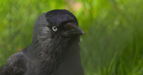 Nodding crow intense stare and beak jerk loop 