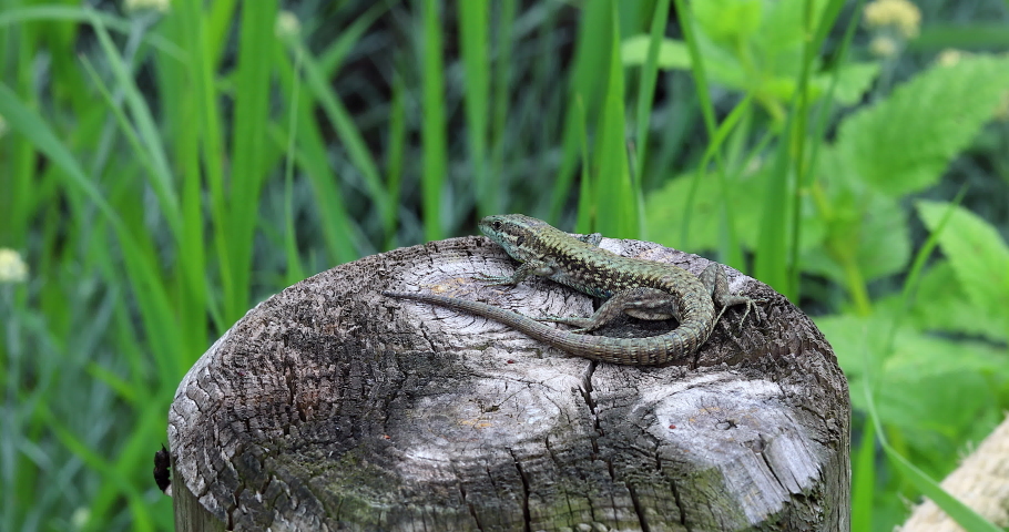 Common Wall Lizard on the Wooden Pole, Podarcis Muralis. Closeup View / Macro Shot, South-East of France, Europe - DCi 4K Resolution