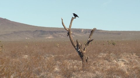 Common Northern Raven Bird Perched on Snag or Dead Joshua Tree in Barren Southwestern Desert with Heat Waves