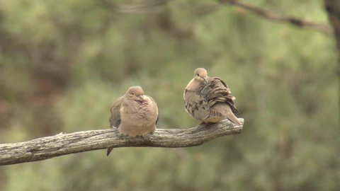 Mourning Dove Bird Male and Female Pair on Branch Grooming and Cleaning Feathers