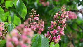 Nice pink chestnut tree flower branch 4k video spring nature close up