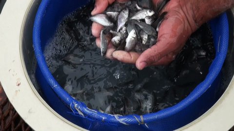 Fish vaccination, feeding baby fish, fish farm industry,  Fish growing, sea science and fishing, feeding, factory, production, hands feeding animals, cleaning